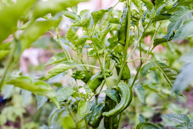 写真 新鮮な緑の植物のクローズアップ