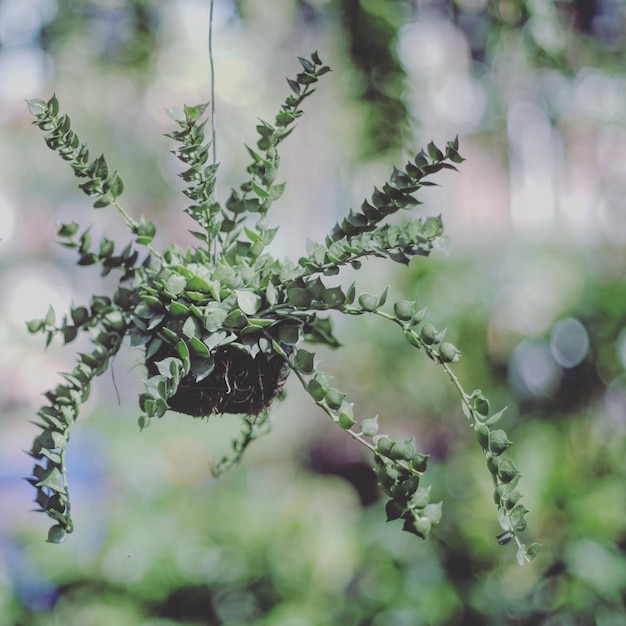 写真 新鮮な緑の植物のクローズアップ