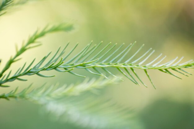 写真 新鮮な緑の植物のクローズアップ