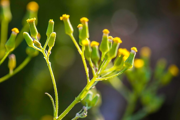 写真 新鮮な緑の植物のクローズアップ