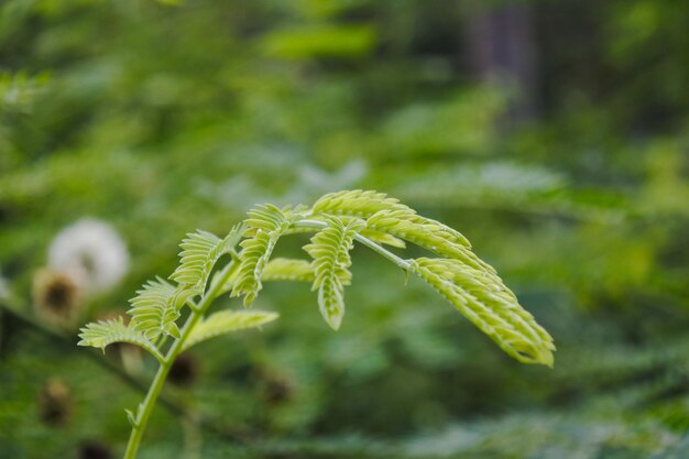 写真 新鮮な緑の植物のクローズアップ