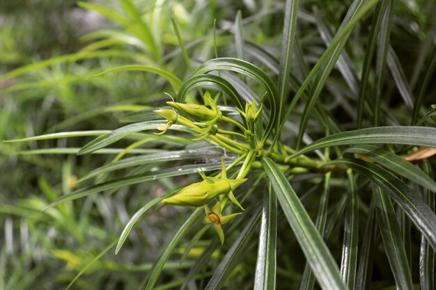 写真 新鮮な緑の植物のクローズアップ