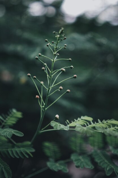 写真 新鮮な緑の植物のクローズアップ