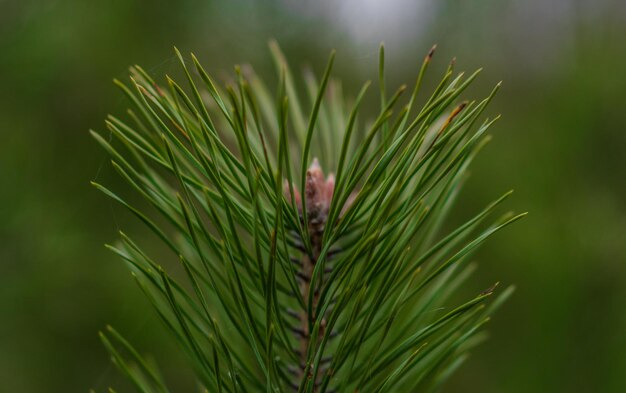 写真 新鮮な緑の植物のクローズアップ