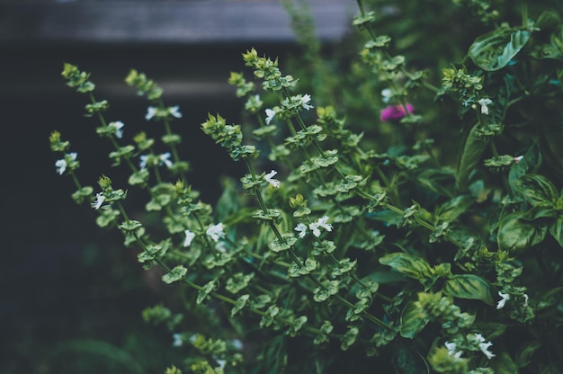 写真 新鮮な緑の植物のクローズアップ