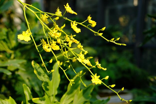 写真 新鮮な緑の植物のクローズアップ