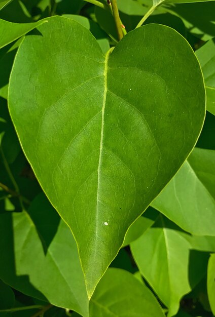 写真 新鮮な緑の植物のクローズアップ