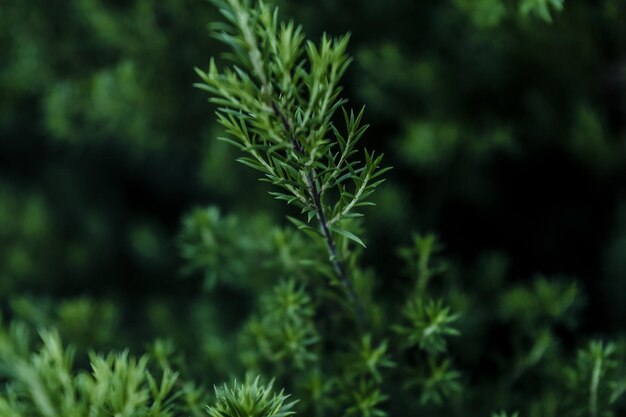 写真 新鮮な緑の植物のクローズアップ