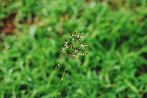 写真 新鮮な緑の植物のクローズアップ