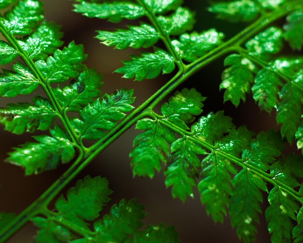 写真 新鮮な緑の植物のクローズアップ