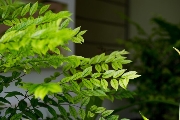 写真 新鮮な緑の植物のクローズアップ