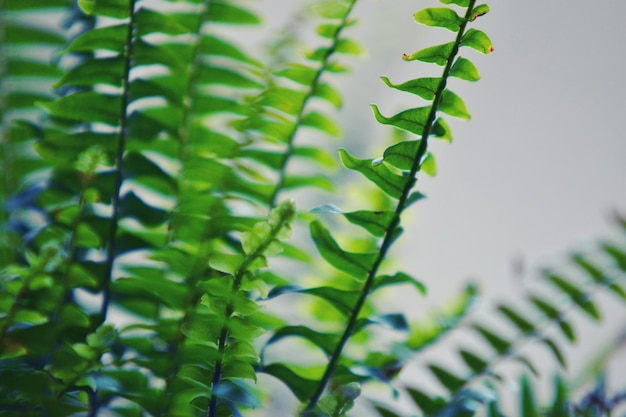 Фото Близкий взгляд на свежее зеленое растение