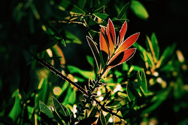 写真 新鮮な緑の植物のクローズアップ