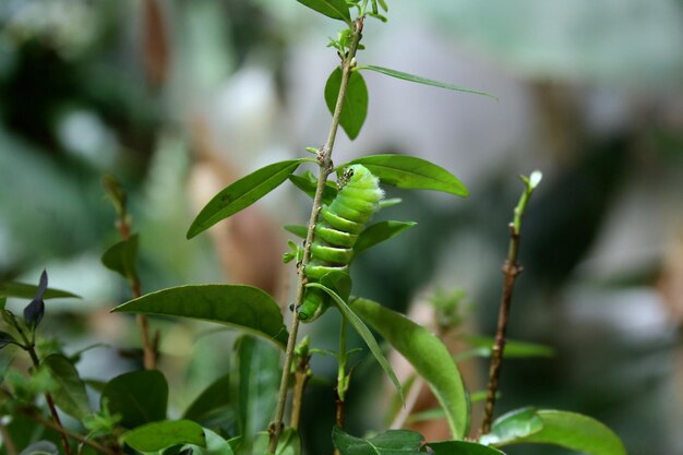 写真 新鮮な緑の植物のクローズアップ