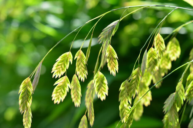 写真 新鮮な緑の植物のクローズアップ