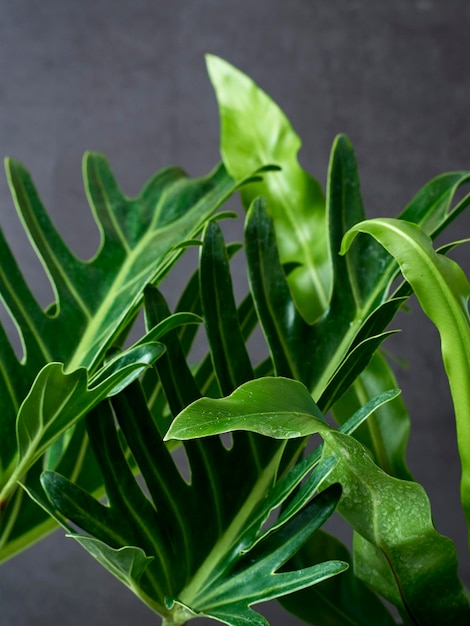 Фото Близкий взгляд на свежее зеленое растение
