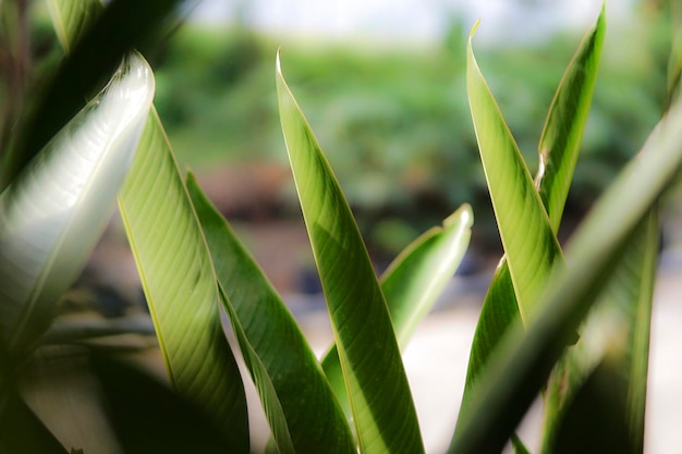 写真 新鮮な緑の植物のクローズアップ