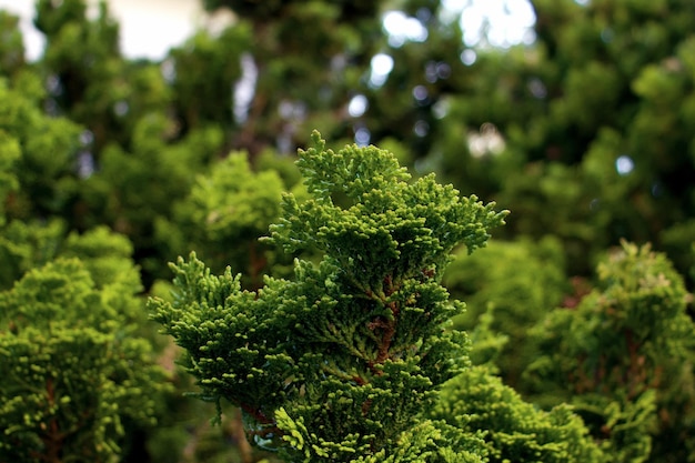 写真 新鮮な緑の植物のクローズアップ