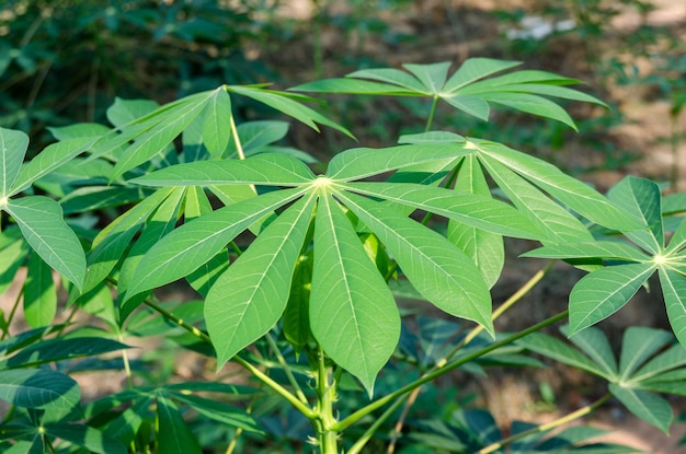 写真 新鮮な緑の植物のクローズアップ