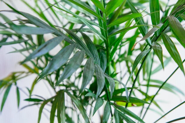 写真 新鮮な緑の植物のクローズアップ