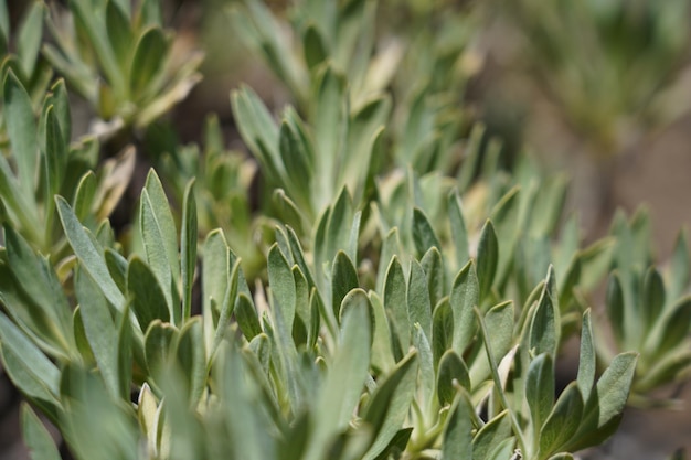 写真 新鮮な緑の植物のクローズアップ