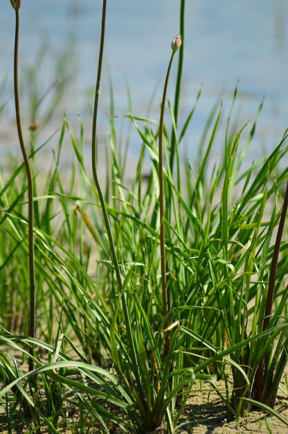 写真 フィールドの新鮮な緑の植物のクローズアップ