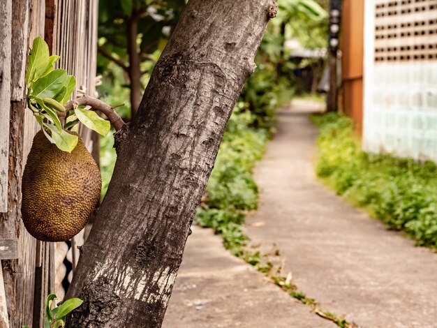 写真 公園の新鮮な緑の植物のクローズアップ