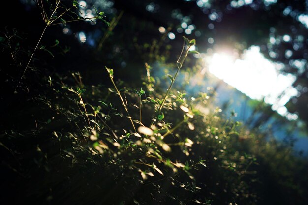 写真 新鮮な緑の植物のクローズアップ