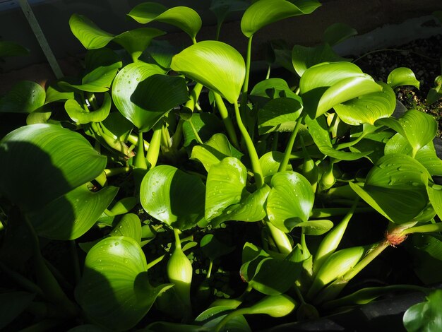 写真 新鮮な緑の植物のクローズアップ