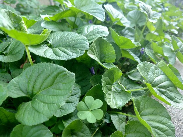 写真 新鮮な緑の植物のクローズアップ