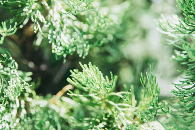 写真 新鮮な緑の植物のクローズアップ