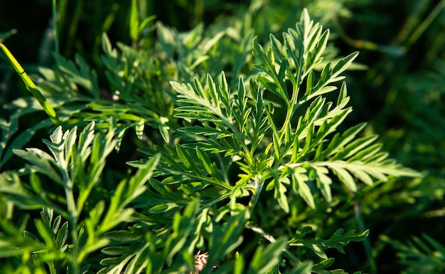 写真 新鮮な緑の植物のクローズアップ