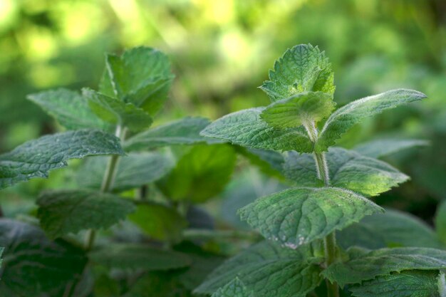 写真 夏の庭の新鮮な薄荷の植物のクローズアップ