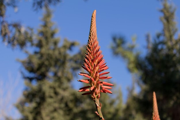 写真 清い青い空の背景に新鮮な植物のクローズアップ