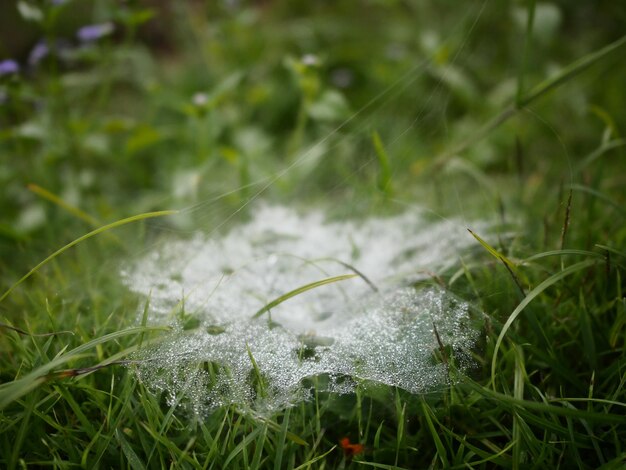 写真 フィールドの新鮮な植物のクローズアップ