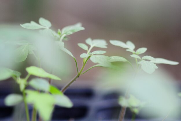 写真 新鮮な植物のクローズアップ