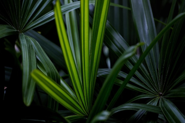 写真 新鮮な植物のクローズアップ