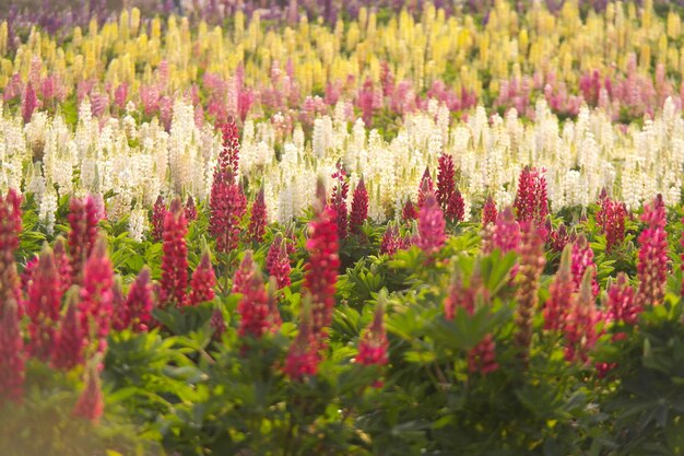 写真 庭の新鮮な紫色の花のクローズアップ