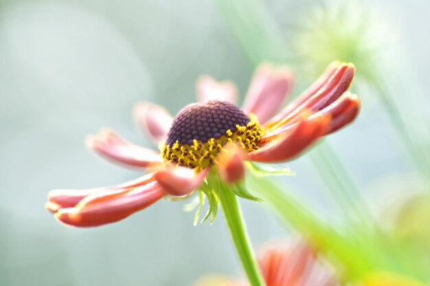 写真 新鮮な赤い花芽のクローズアップ