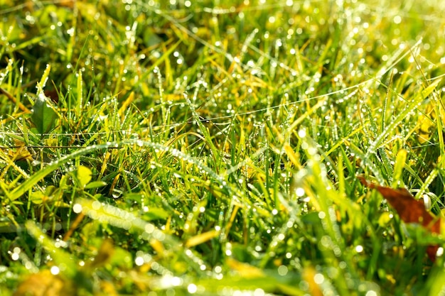 写真 早朝の水滴と新鮮な厚い芝生のクローズアップ