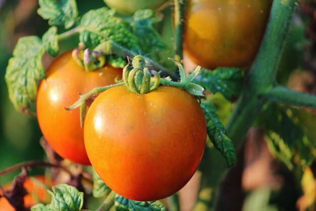 Фото Близкий план свежих помидоров