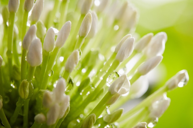 Фото Близкий взгляд на свежий влажный цветок, цветущий на открытом воздухе