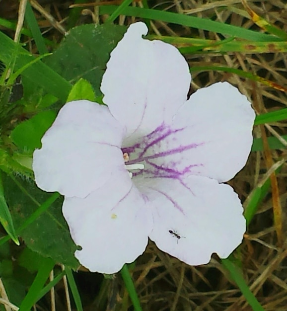 사진 공원 에서 꽃 이 피는 신선 한  꽃 의 클로즈업