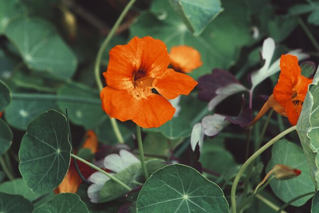 写真 野原 で く 新鮮 な 白い 花 の クローズアップ