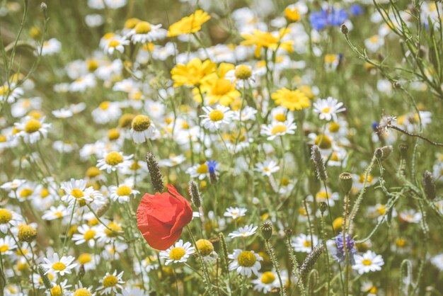 写真 フィールドの新鮮な黄色い花の植物のクローズアップ