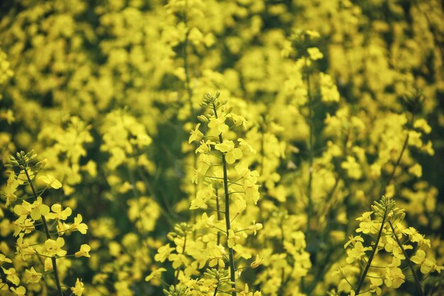 写真 新鮮な黄色い花の植物のクローズアップ