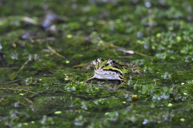 写真 水中のカエルのクローズアップ