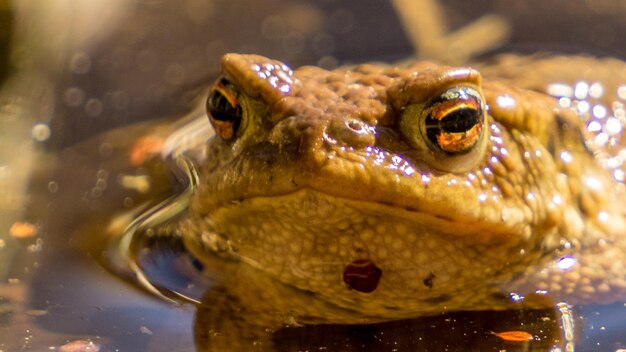 写真 水中のカエルのクローズアップ