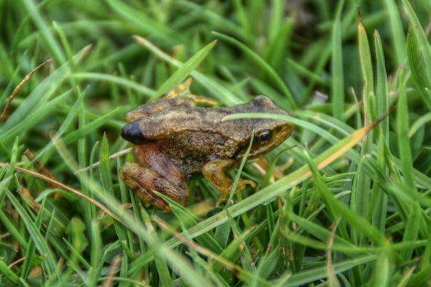写真 草の上にあるカエルのクローズアップ