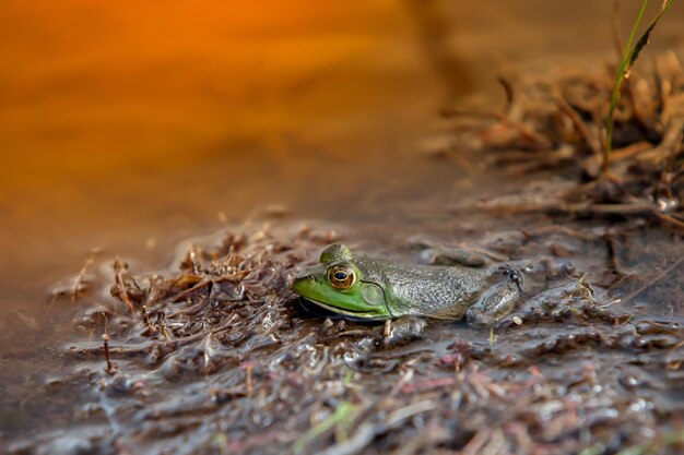 写真 陸上のカエルのクローズアップ